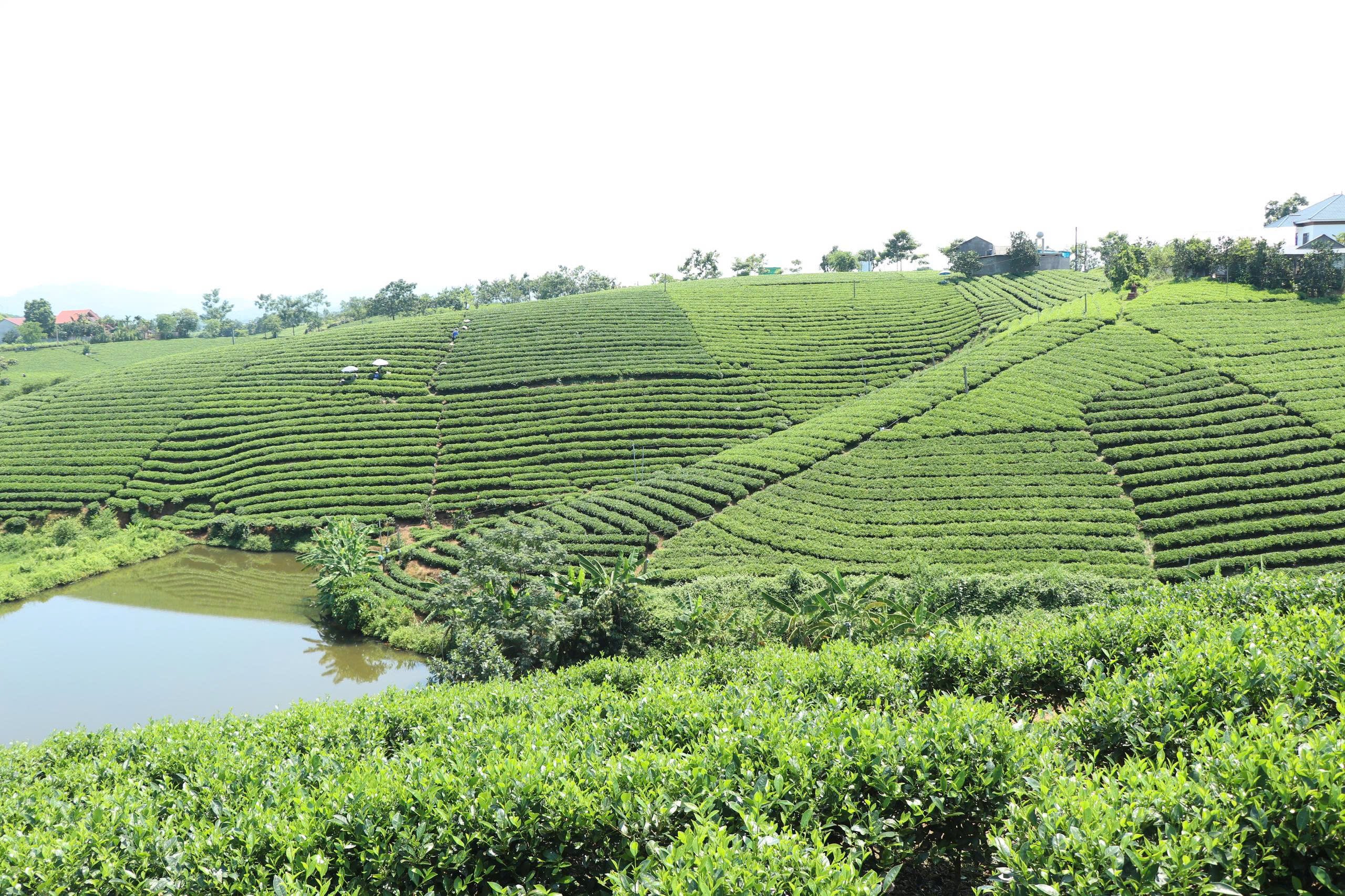 27-1793073574-world-master-tea-vietnam-nam-2026-diem-nhan-trong-festival-tra-quoc-te-thai-nguyen-nam-2026